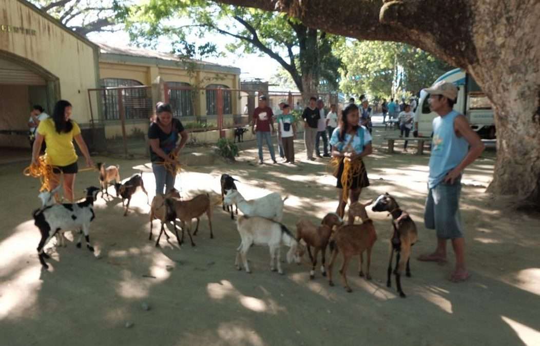 Goat raising to boost 4Ps members’ livelihood