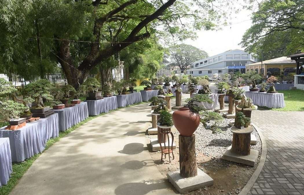 National Bonsai Exhibition reels off in Binalonan