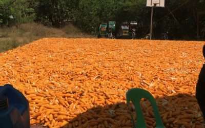 Local farmers harness skills in high breed corn production